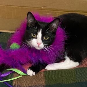 Meet your Posher, Hanan